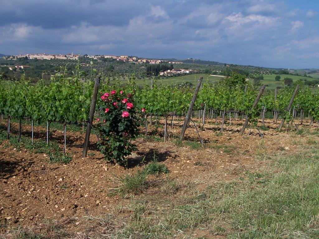 Willa Agriturismo La Carlina Magliano in Toscana Zewnętrze zdjęcie