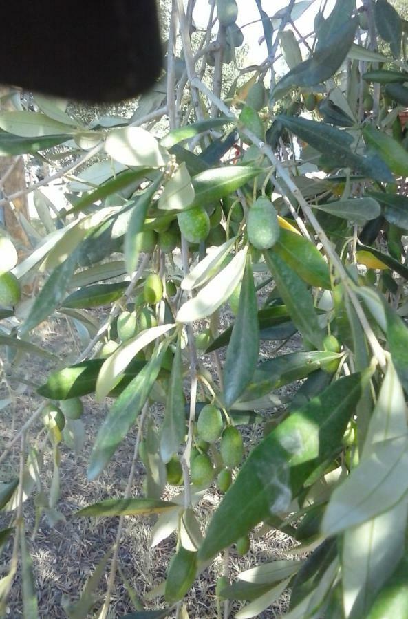 Willa Agriturismo La Carlina Magliano in Toscana Zewnętrze zdjęcie